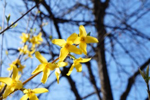 Forsythienzweige vor Baum und blauen Himmel 2 Forsythienzweige vor Baum und blauen Himmel 2