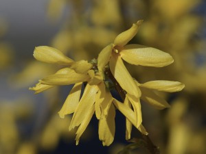 Garten-Forsythie Garten-Forsythie