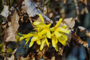 Goldglöckchen leuten den Frühling ein Goldglöckchen leuten den Frühling ein