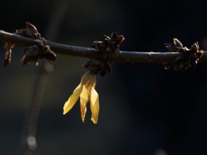Vorzeitige Forsythienblüte Vorzeitige Forsythienblüte