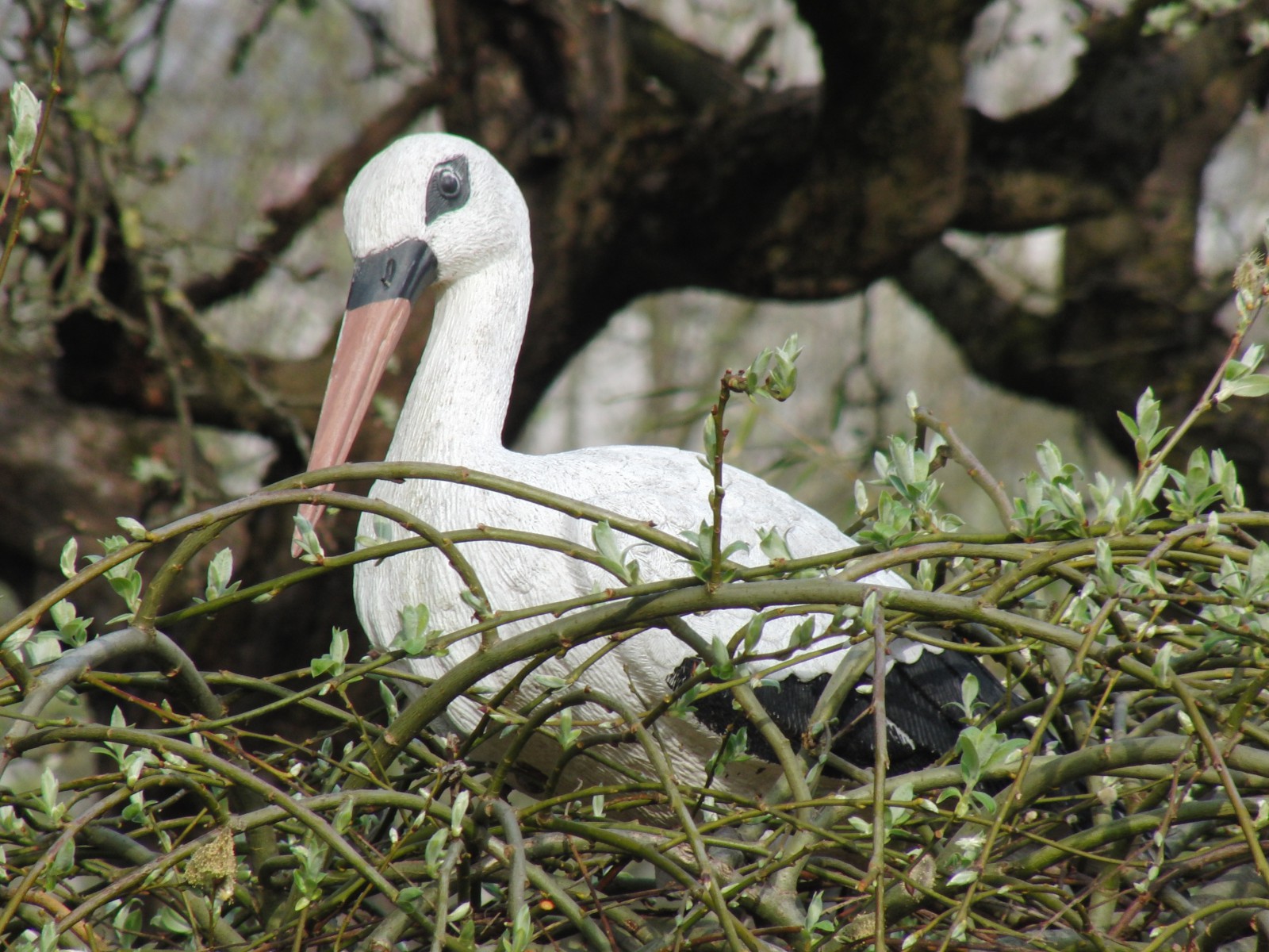 Steinstorch im Nest Steinstorch im Nest