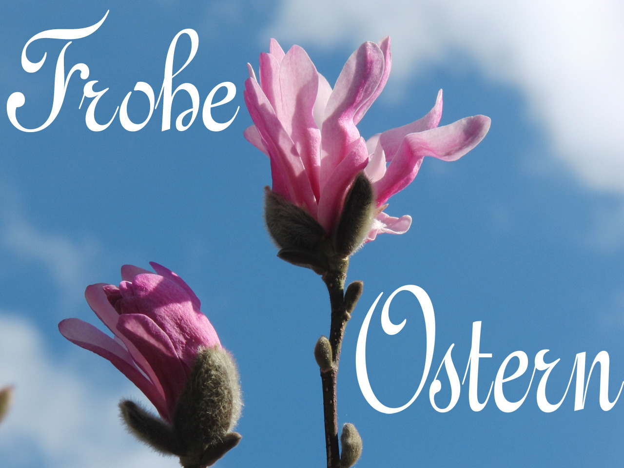 Frohe Ostern 4 Frohe Ostern 4