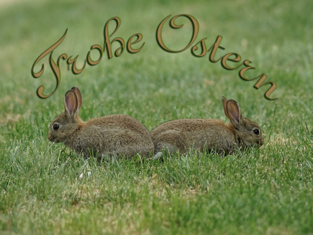 Frohe Ostern Hasenpaar  Frohe Ostern Hasenpaar