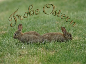 Frohe Ostern Hasenpaar Frohe Ostern Hasenpaar