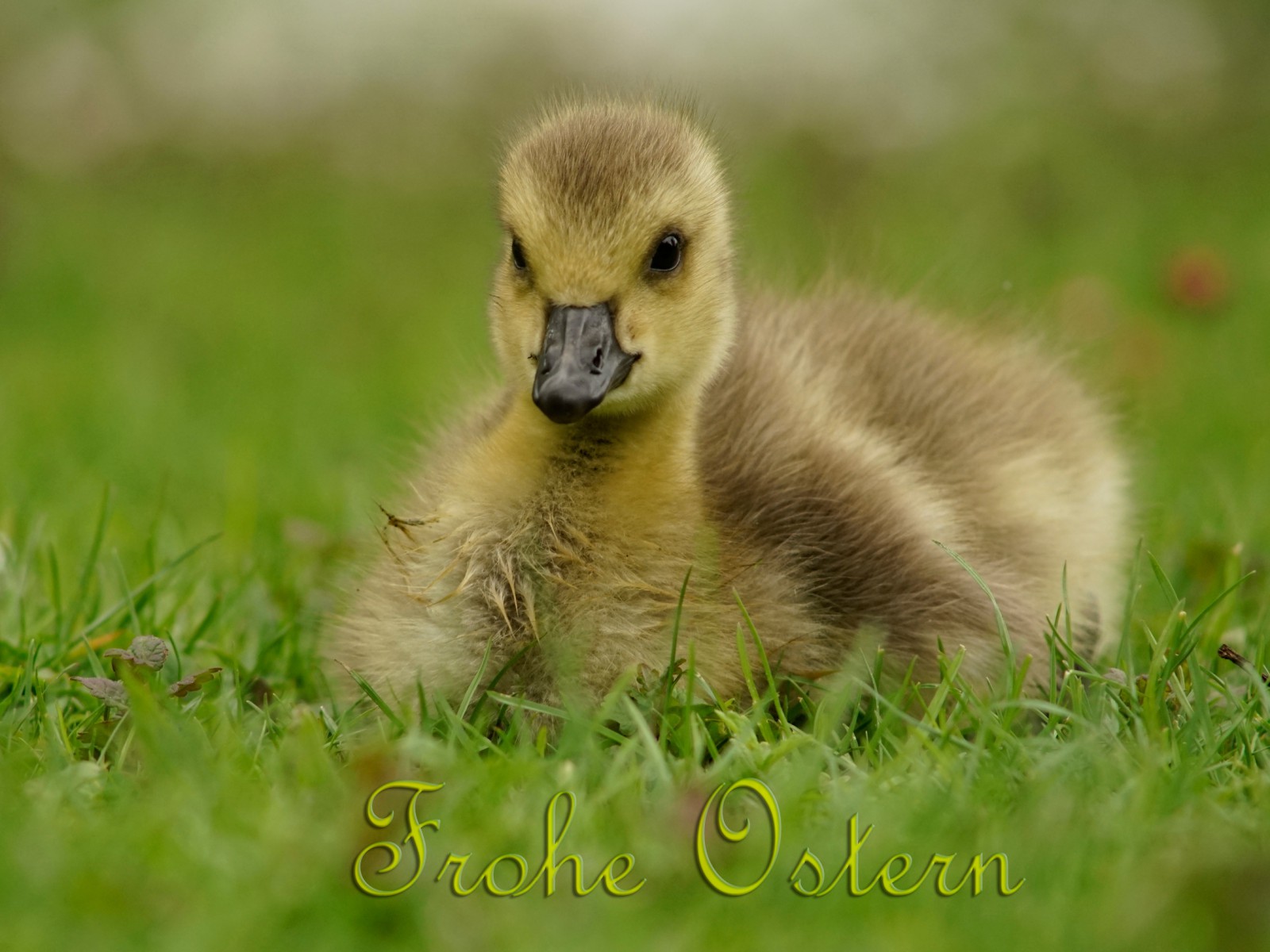 Frohe Ostern Kükenkarte  Frohe Ostern Kükenkarte