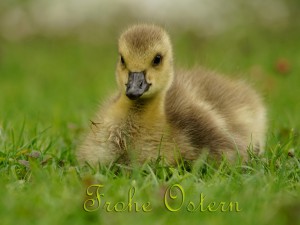 Frohe Ostern Kükenkarte Frohe Ostern Kükenkarte