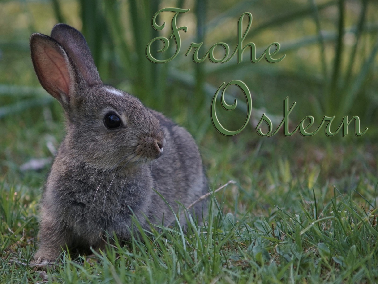 Osterhasenkarte Osterhasenkarte