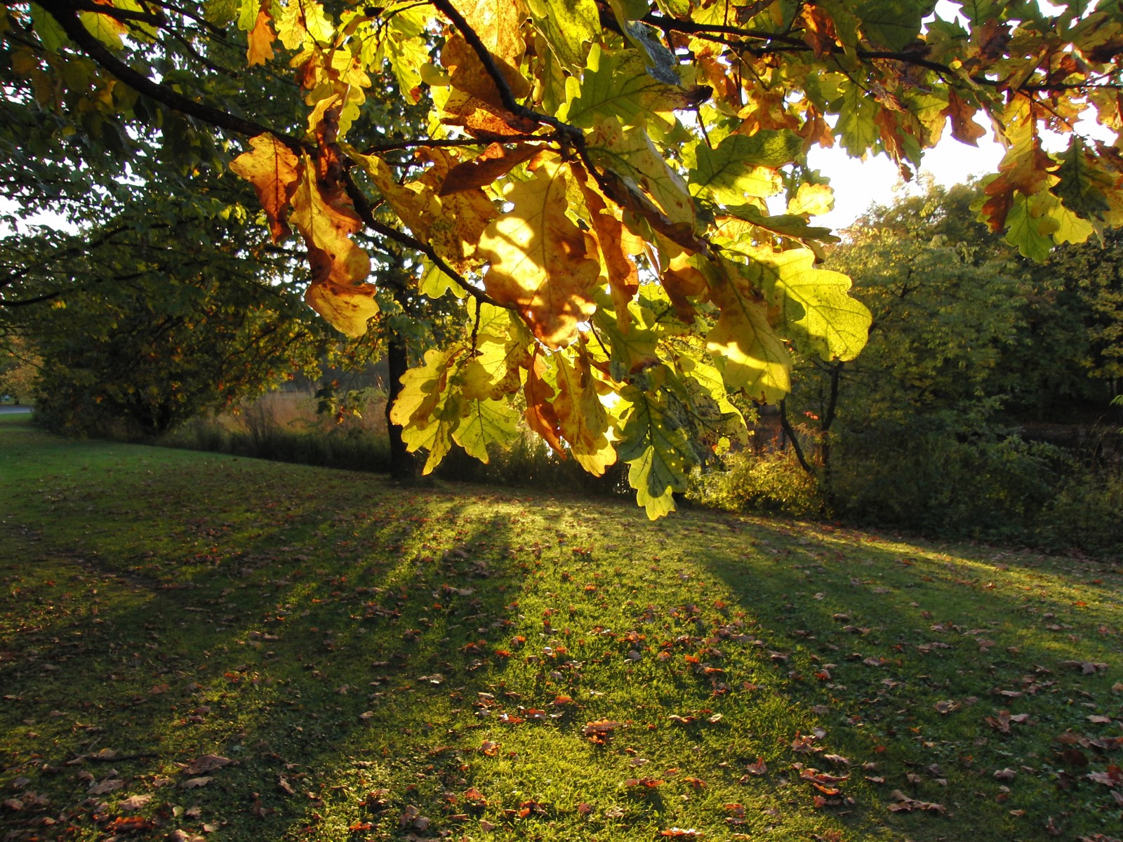 Eichellaub im herbslichen Gegenlicht Eichellaub im herbslichen Gegenlicht