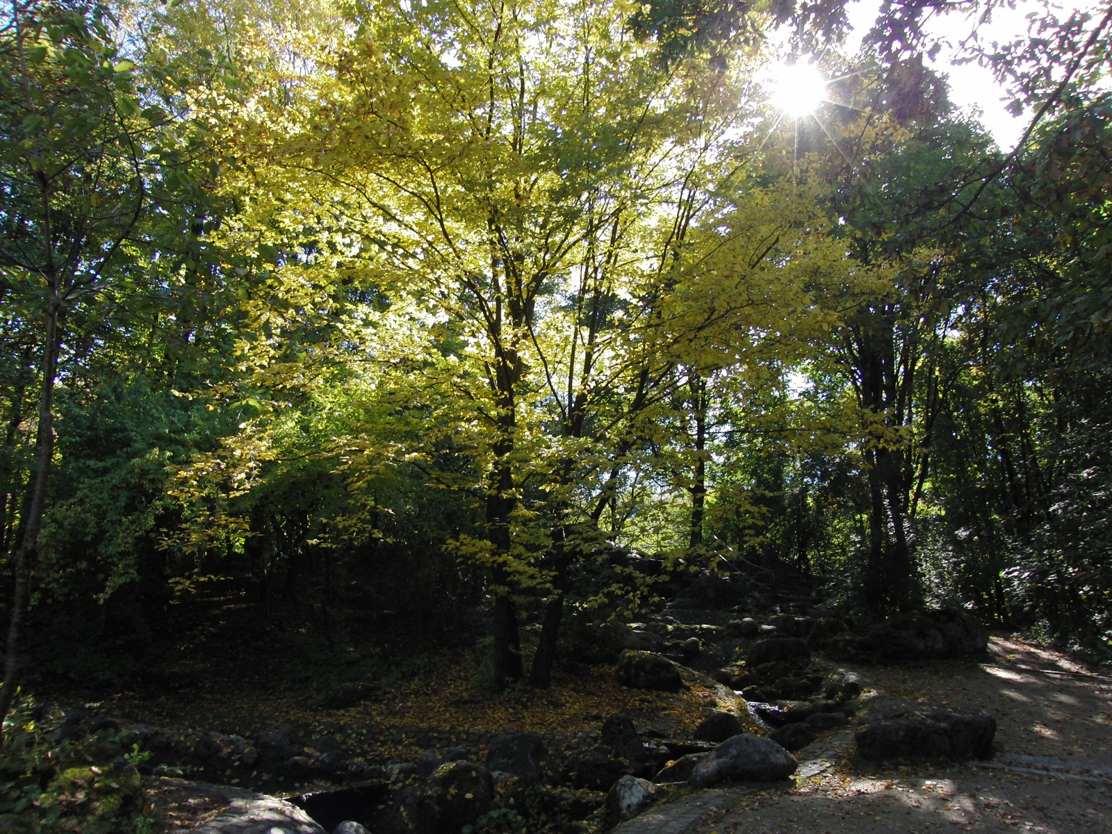 Gegenlicht in Herbstlicher Parklandschaft Gegenlicht in Herbstlicher Parklandschaft