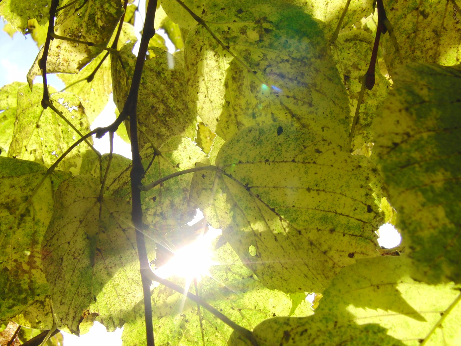 Grün gelbes Herbstlaub im Gegenlicht Grün gelbes Herbstlaub im Gegenlicht