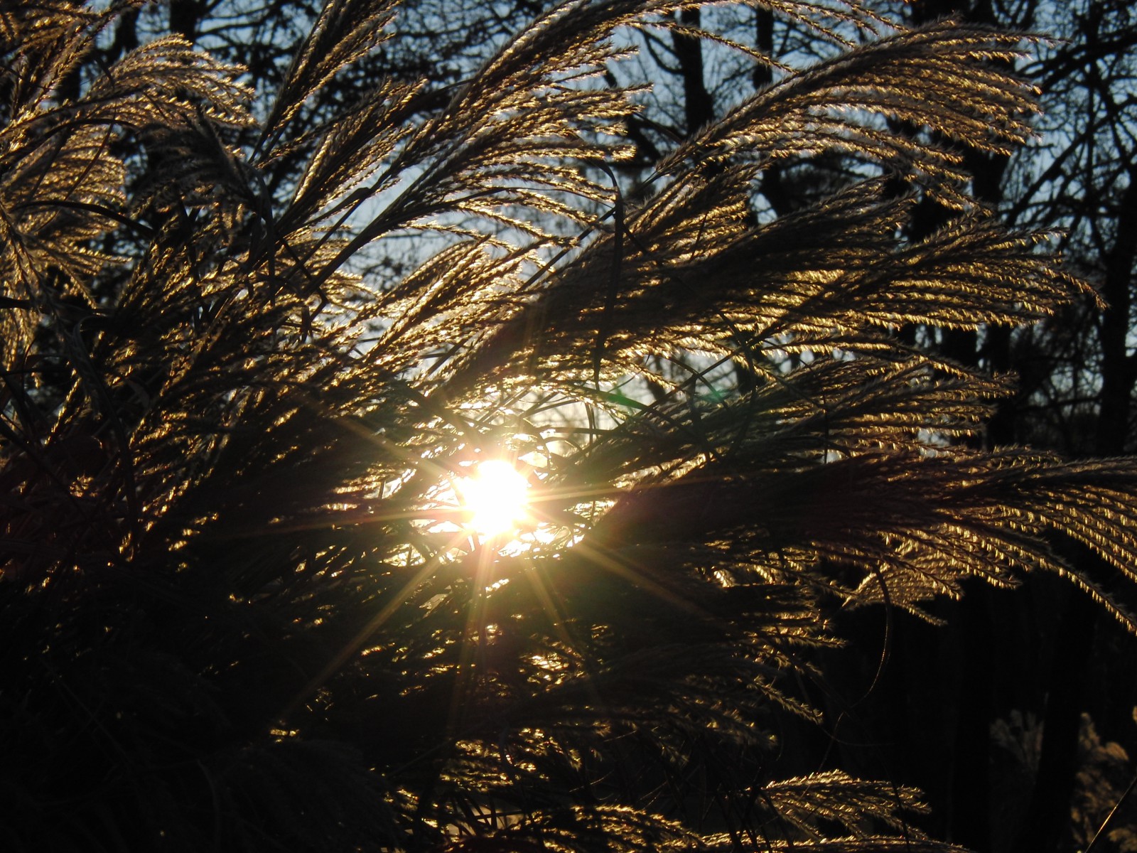 Herbstabend mit Ziergras im Gegenlicht Herbstabend mit Ziergras im Gegenlicht