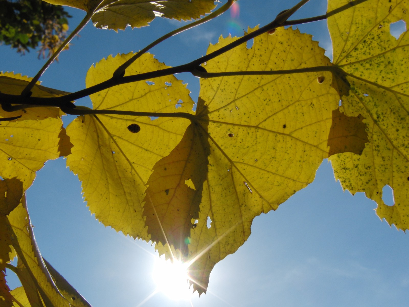 Herbstblatt Duo im Gegenlicht Herbstblatt Duo im Gegenlicht
