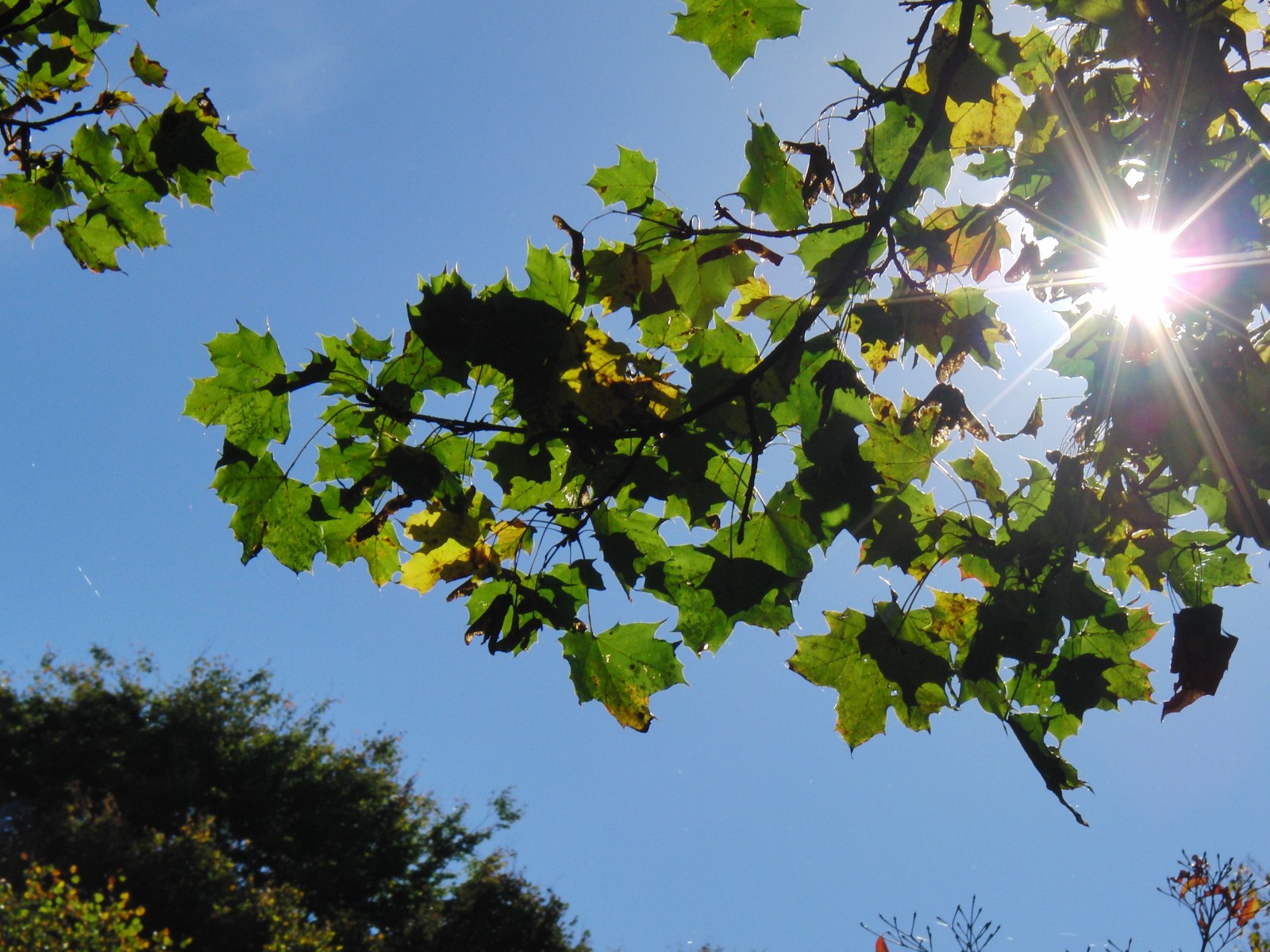Ahornast im herbstlichen Gegenlicht Ahornast im herbstlichen Gegenlicht
