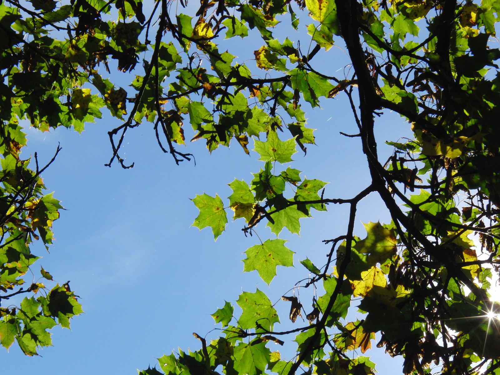 Herbstlicher Ahornast im Gegenlicht Herbstlicher Ahornast im Gegenlicht