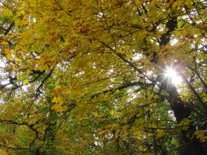 Herbstlicher Ahornbaum im Gegenlicht Herbstlicher Ahornbaum im Gegenlicht