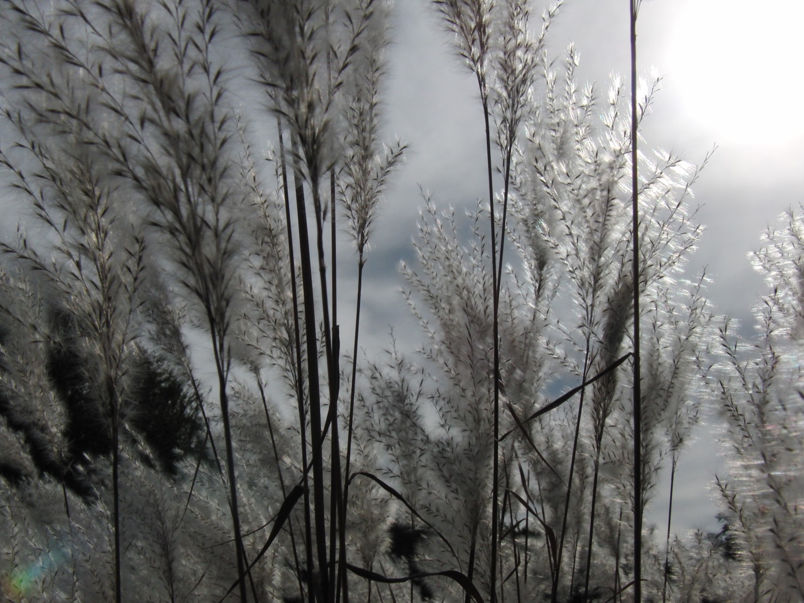 Ziergras im spätherbstlichen Gegenlicht Ziergras im spätherbstlichen Gegenlicht