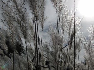Ziergras im spätherbstlichen Gegenlicht Ziergras im spätherbstlichen Gegenlicht