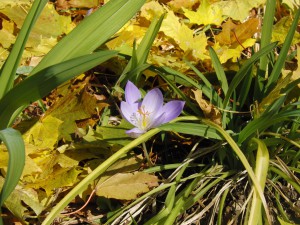 Herbstzeilose im Laub Herbstzeilose im Laub