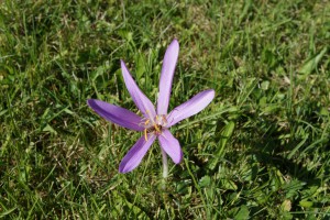 Herbstzeitlose mit Biene Herbstzeitlose mit Biene