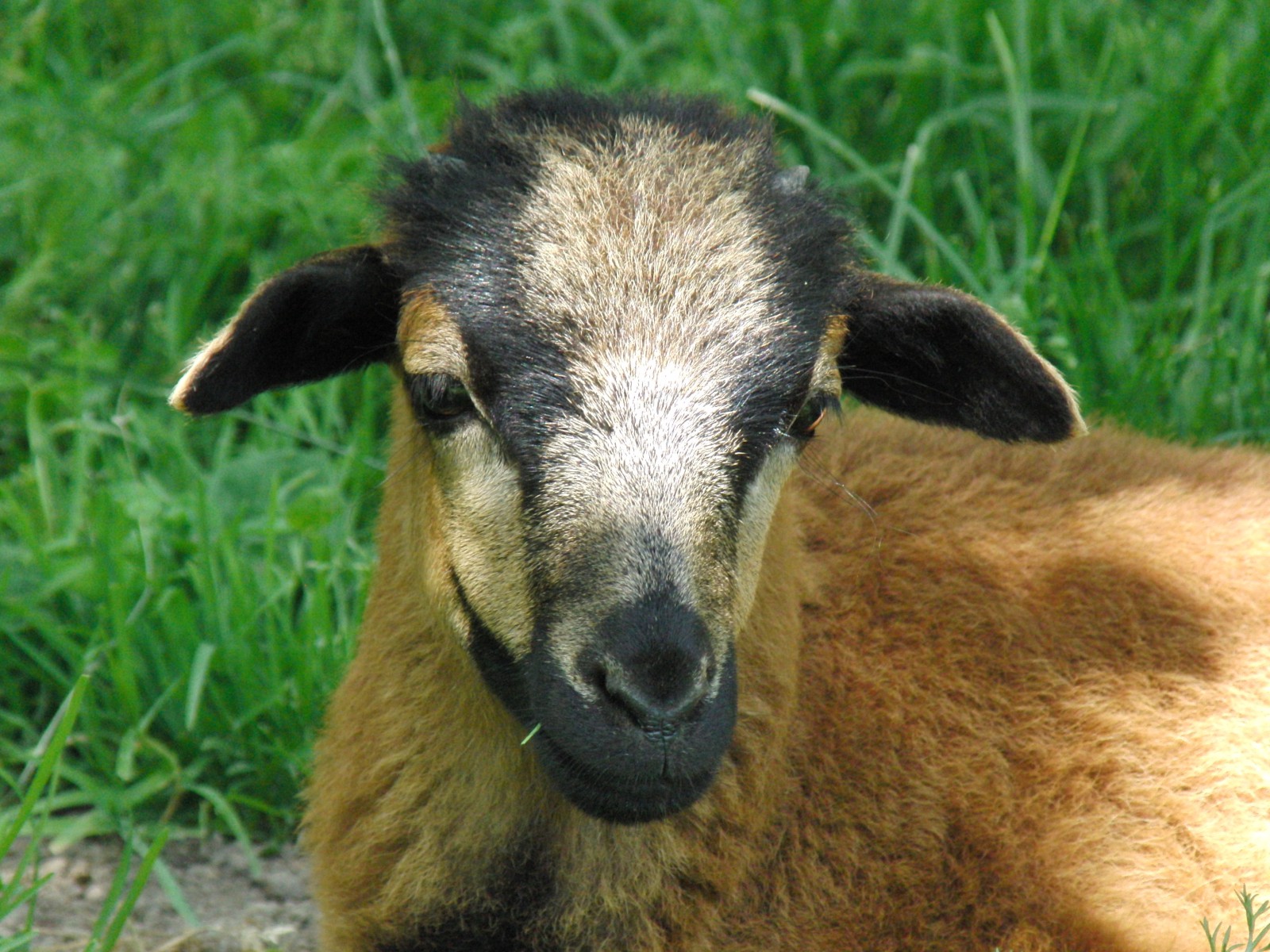 Irmgard (Ziegenportrait) Irmgard (Ziegenportrait)