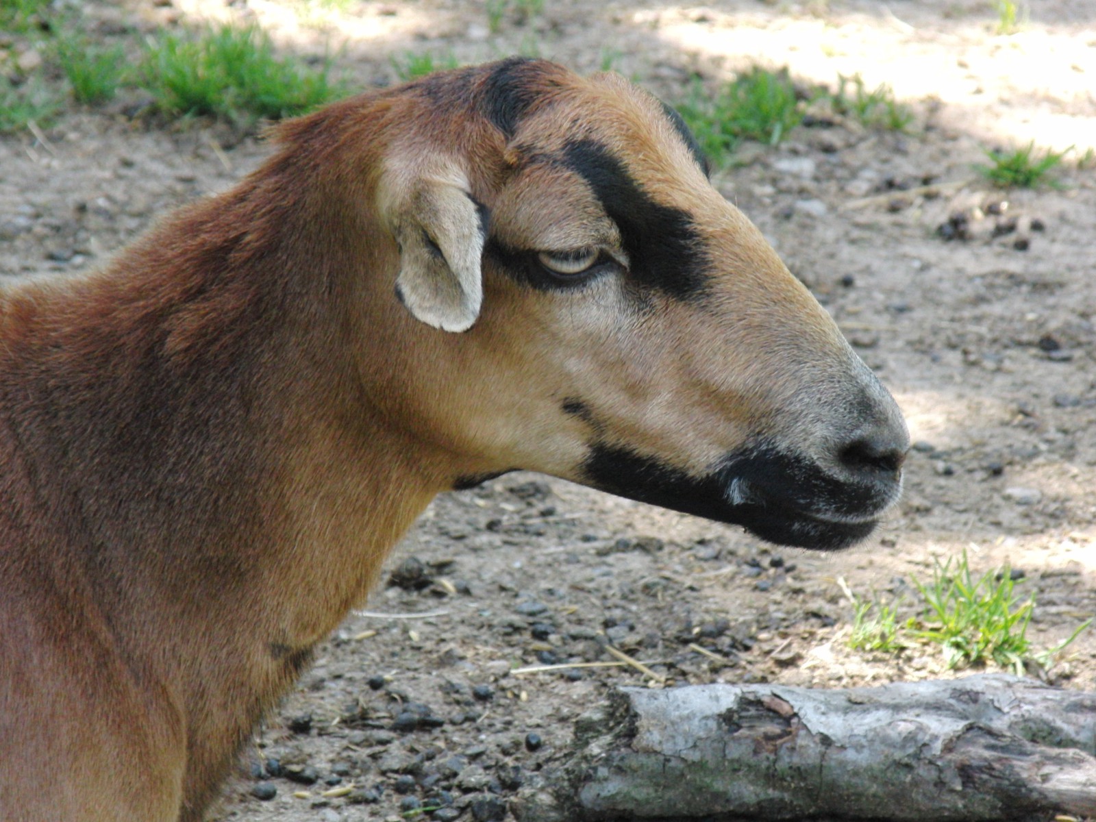 Kein bock heute (Ziegenblick)  Kein bock heute (Ziegenblick)