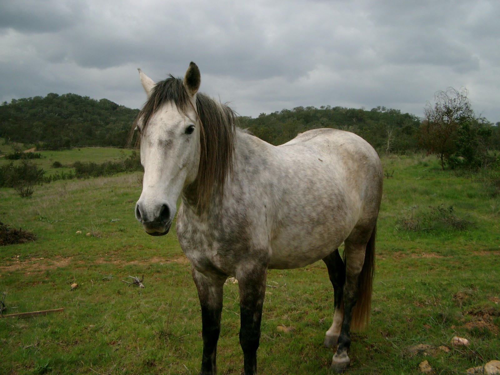 Pferd auf offener Koppel Pferd auf offener Koppel