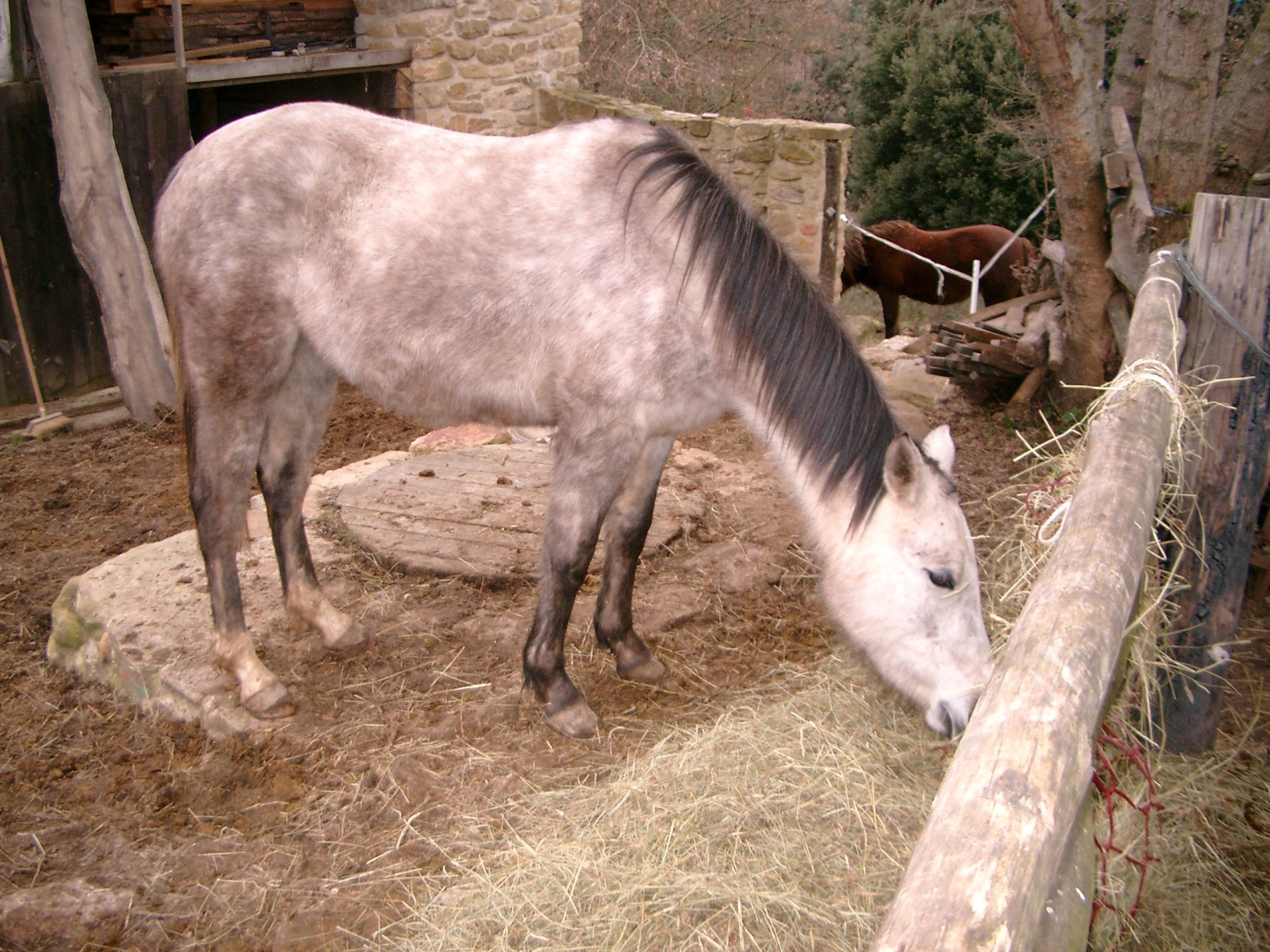 Pferd in freien Stall  Pferd in freien Stall