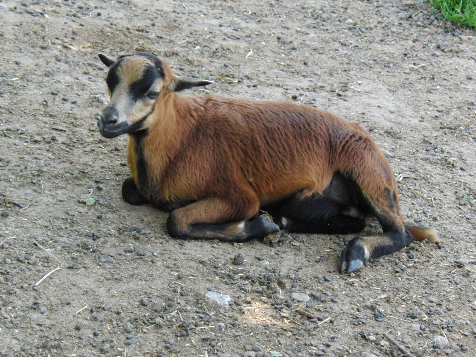 Ziegen am ausruhen Ziegen am ausruhen