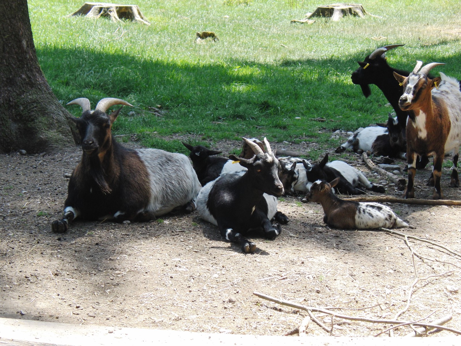 Ziegenfamilie Ziegenfamilie