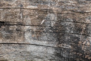Altes morsches Holz 3