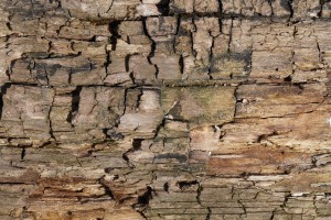 Altes morsches Holz 2