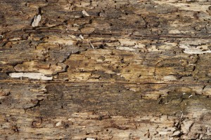 Altes morsches Holz 1