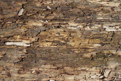 Holz