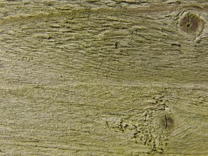 Holzbrett mit Astloch und leichten Moosansatz Holzbrett mit Astloch und leichten Moosansatz