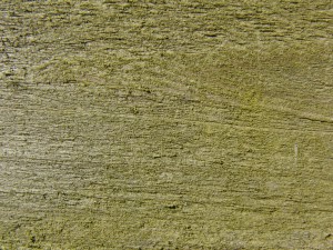 Holzbrett mit leichten Moosansatz Holzbrett mit leichten Moosansatz