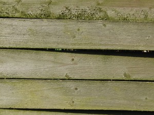 Holzwand mit Moosansatz Holzwand mit Moosansatz