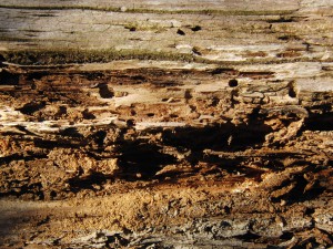  Morscher-Holzstamm 1