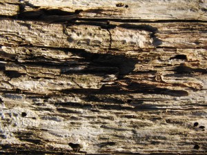Morscher Holzstamm 1