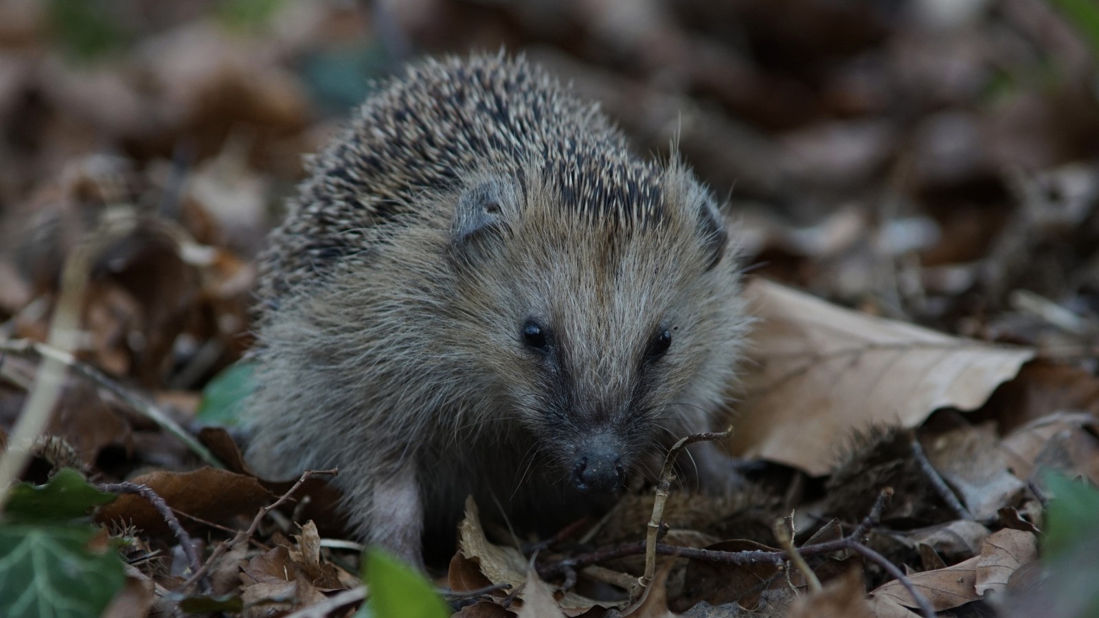 Igel im Frühjahr Igel im Frühjahr