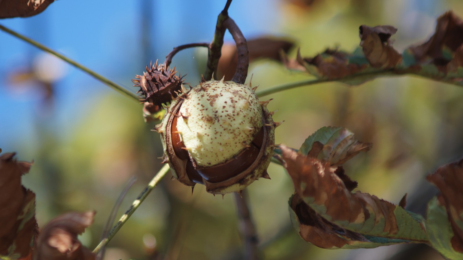 Bald fallen sie Bald fallen sie