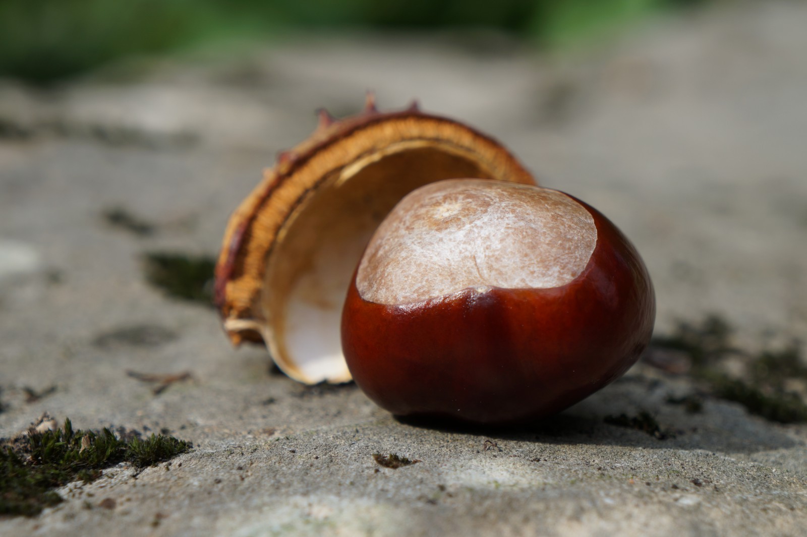 Befreite Kastanie Befreite Kastanie