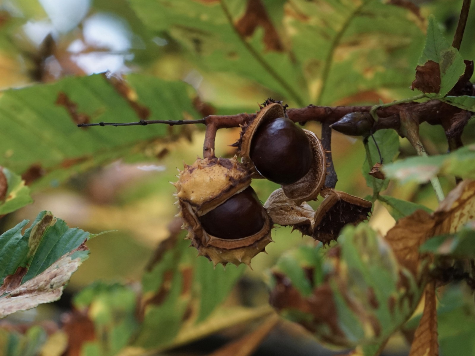 Die ins Bier fallen Die ins Bier fallen