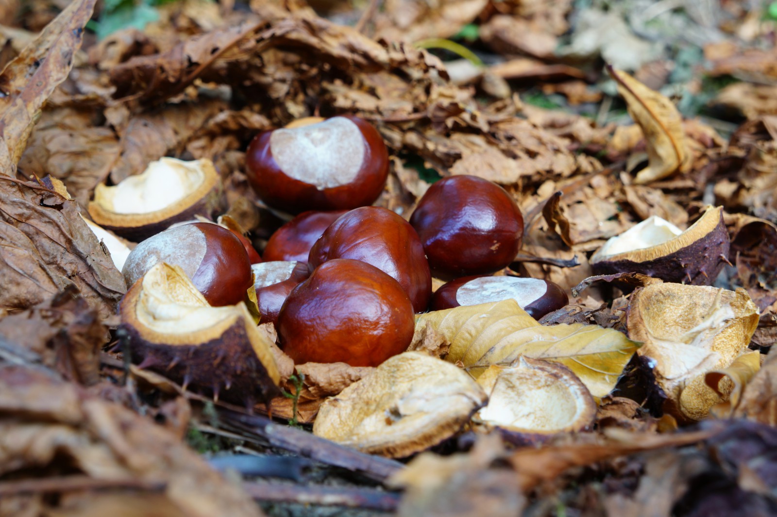Gefallene Kastanien  Gefallene Kastanien