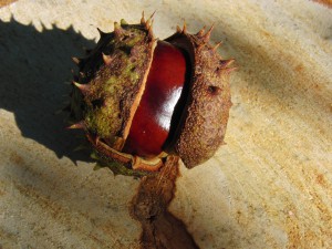 Kastanie auf Holz Kastanie auf Holz