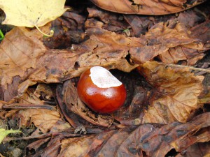 Kastanie im Laub Kastanie im Laub