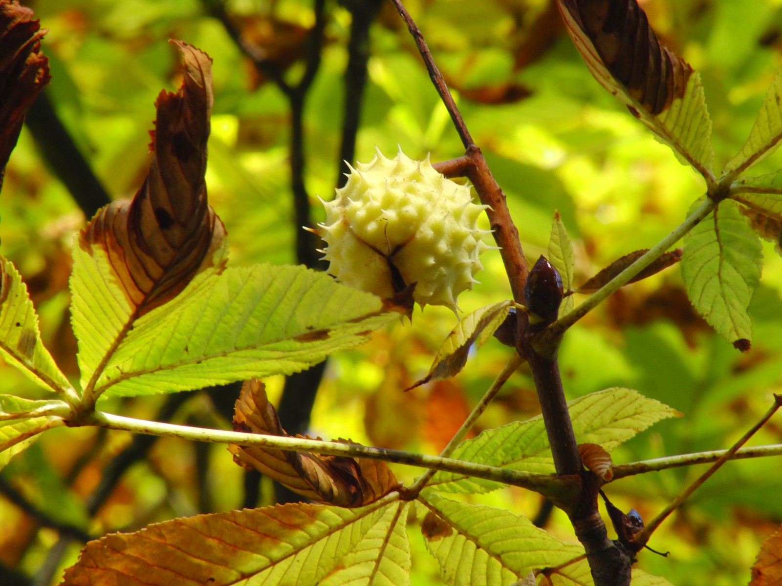 Kastanienfrucht beim öffnen Kastanienfrucht beim öffnen