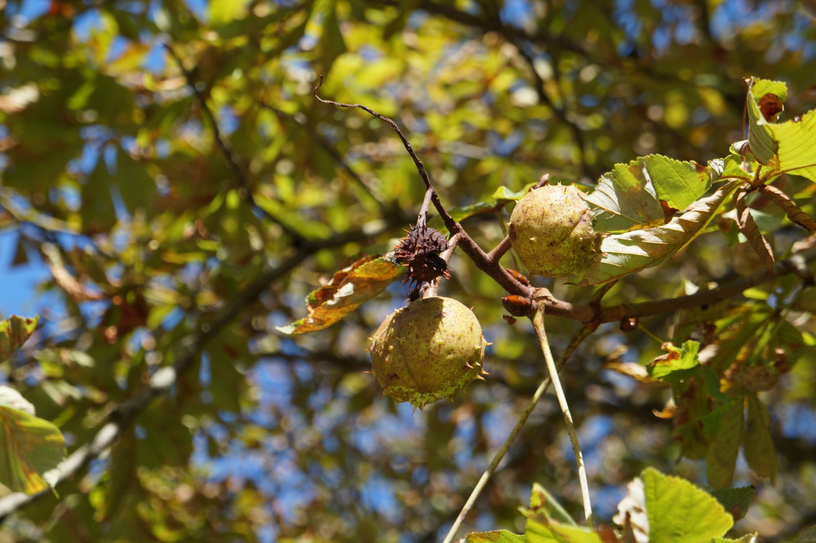 Kastanien im Herbstlicht Kastanien im Herbstlicht