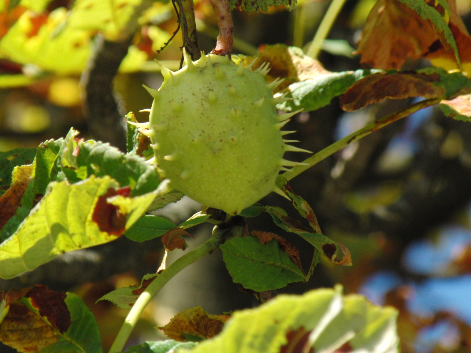 Kastanienfrucht geschlossen 1 Kastanienfrucht geschlossen 1
