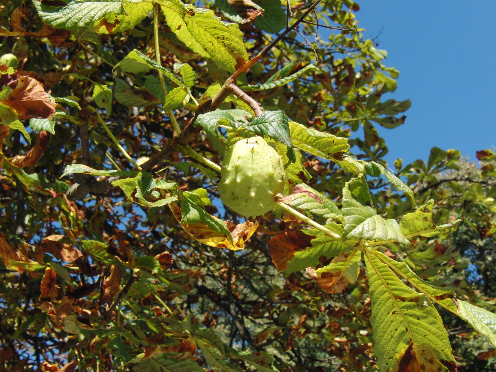 Kastanienfrucht geschlossen Kastanienfrucht geschlossen