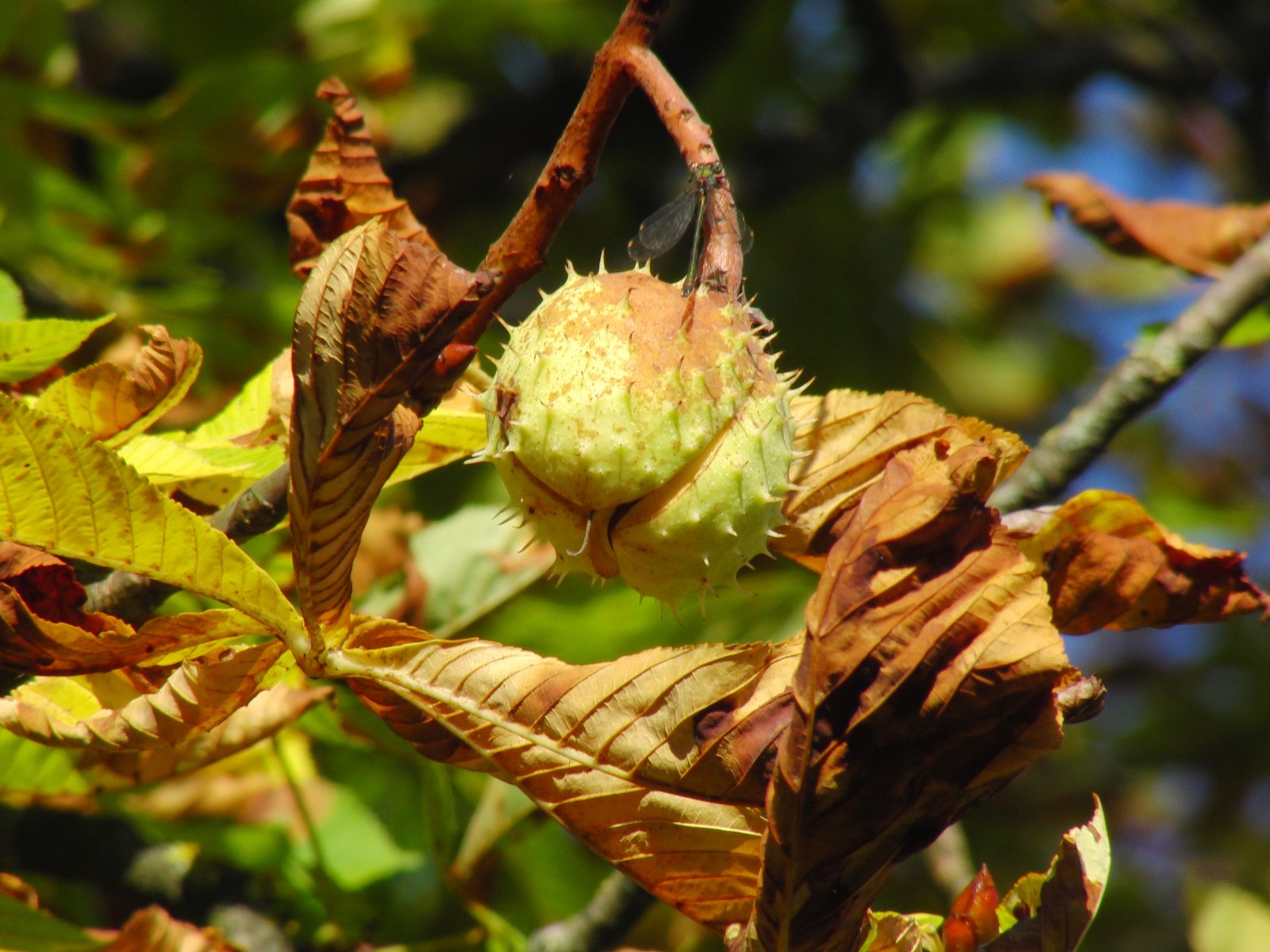 Kastanienfrucht im Herbst Kastanienfrucht im Herbst